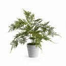 "Plumosa Fern Drop-In by NAPA Home & Garden"