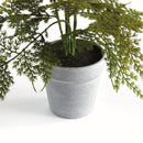 "Plumosa Fern Drop-In by NAPA Home & Garden"