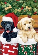 Flag,Gar,Stocking Pups