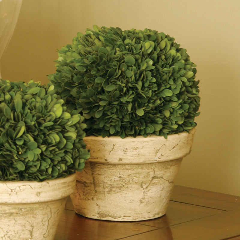 NAPA Home & Garden, BOXWOOD BALL IN POT LARGE,7500PG