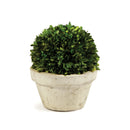 NAPA Home & Garden, BOXWOOD BALL IN POT