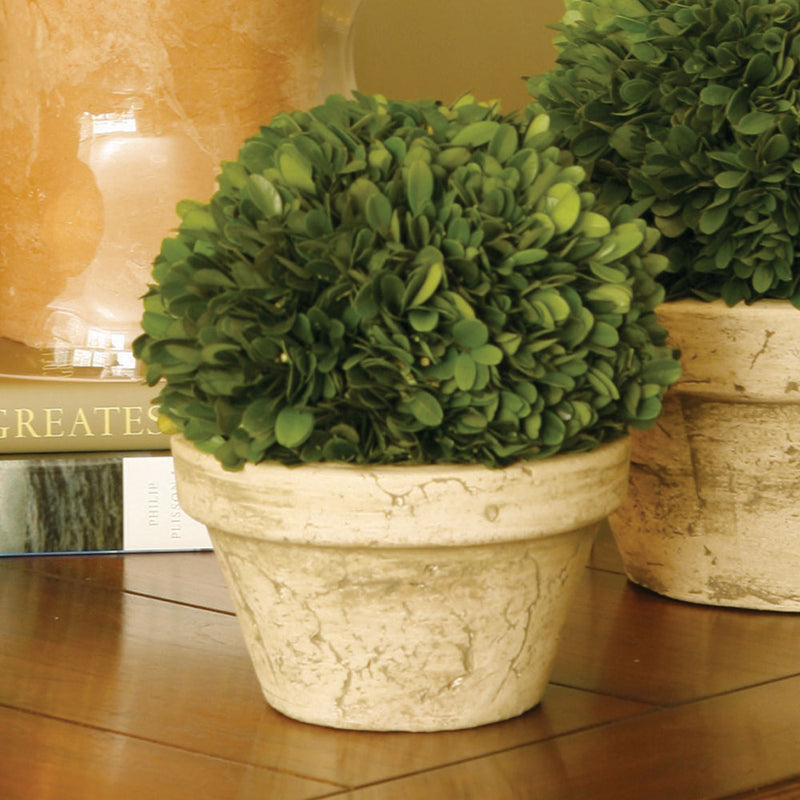 NAPA Home & Garden, BOXWOOD BALL IN POT MEDIUM,7501PG