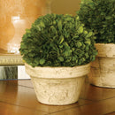 NAPA Home & Garden, BOXWOOD BALL IN POT
