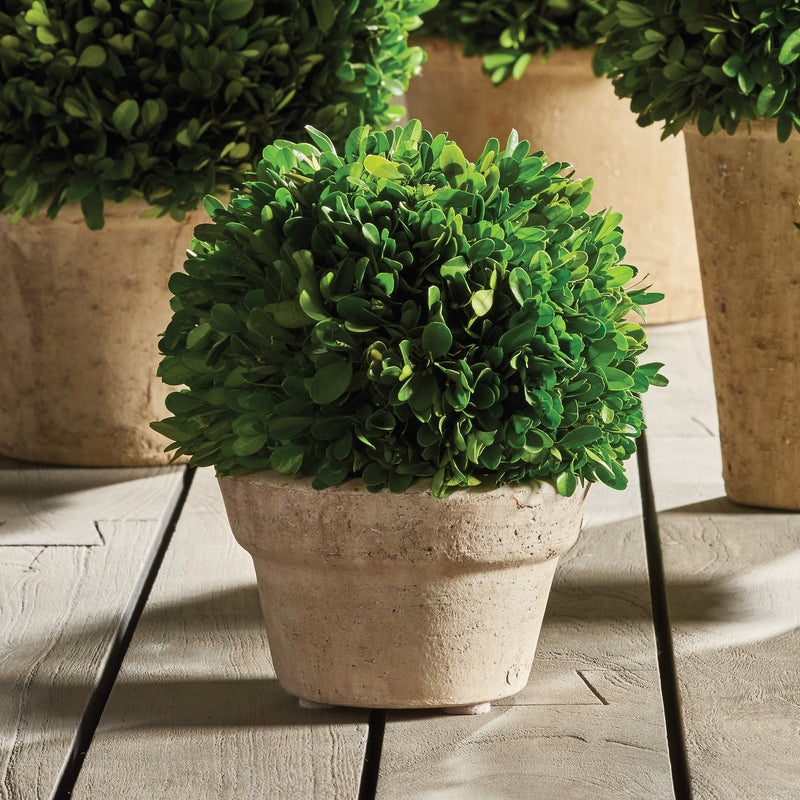 NAPA Home & Garden, BOXWOOD BALL IN POT MEDIUM,7501PG