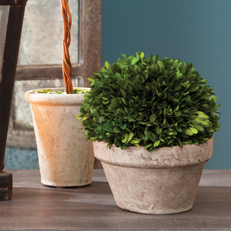 NAPA Home & Garden, BOXWOOD BALL IN POT MEDIUM,7501PG
