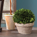 NAPA Home & Garden, BOXWOOD BALL IN POT