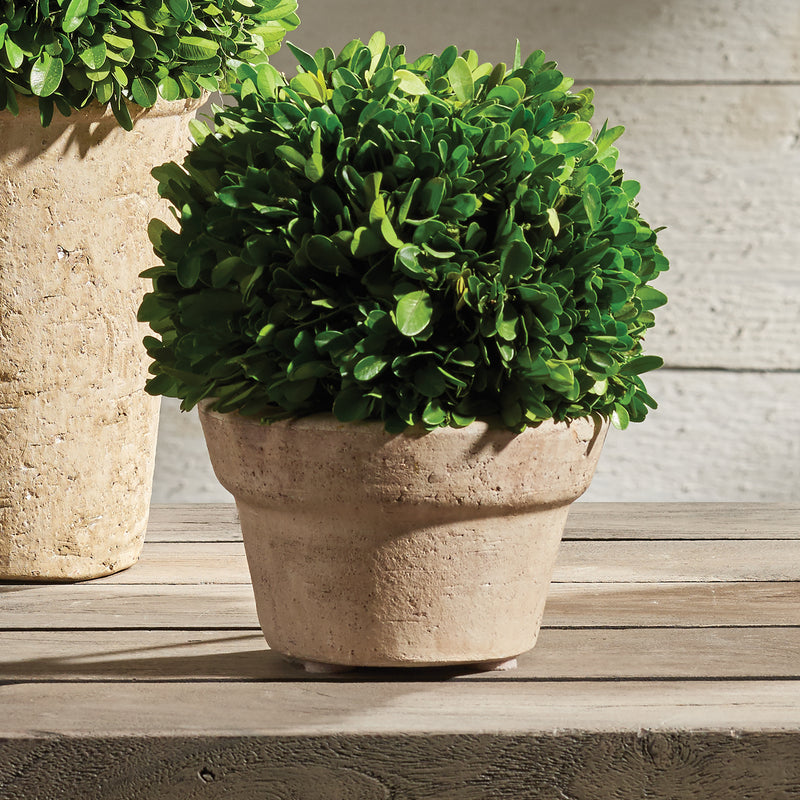 NAPA Home & Garden, BOXWOOD BALL IN POT MEDIUM,7501PG