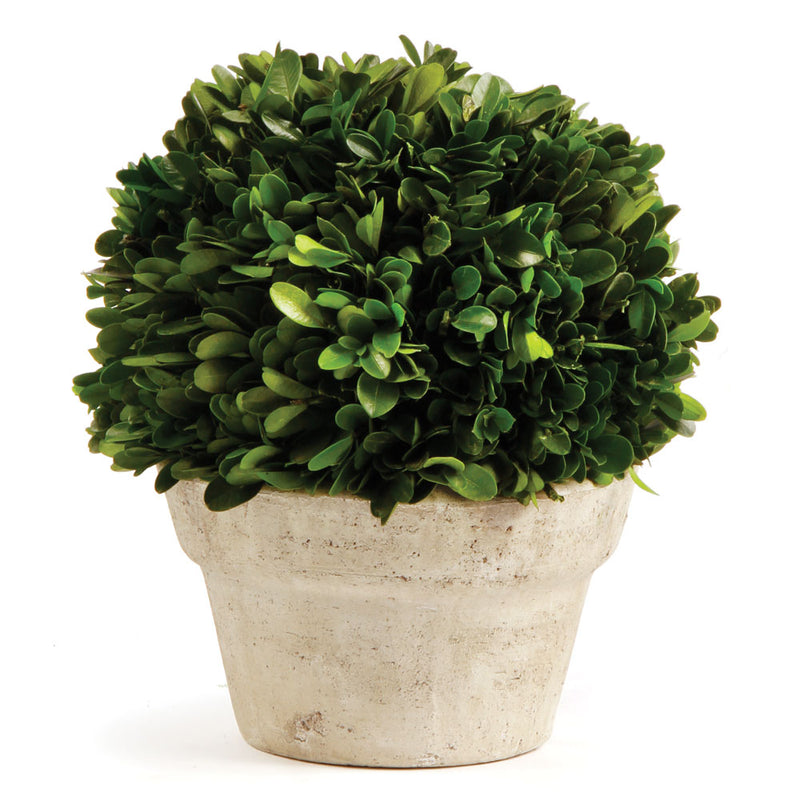 NAPA Home & Garden, BOXWOOD BALL IN POT MEDIUM,7501PG