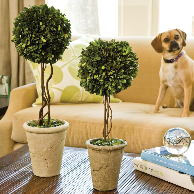 NAPA Home & Garden, BOXWOOD SINGLE SPHERE TOPIARY 18.5",7536PG