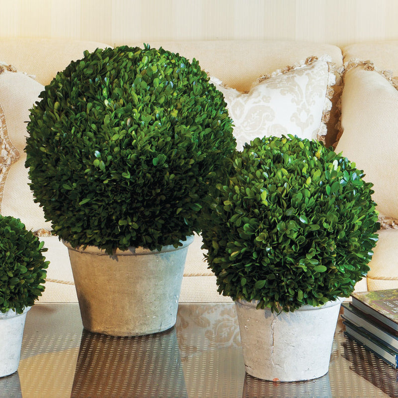 NAPA Home & Garden, BOXWOOD 12" BALL IN POT,7571MPG