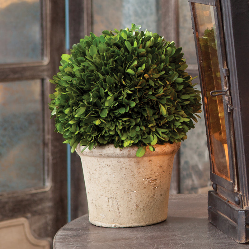 NAPA Home & Garden, BOXWOOD 8" BALL IN POT,7571SPG