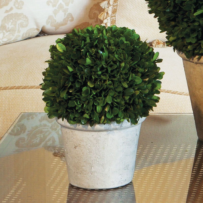 NAPA Home & Garden, BOXWOOD 8" BALL IN POT,7571SPG