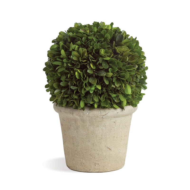 Preserved Greens 8" Ball in Grey Pot