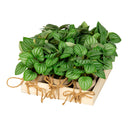Peperomia Crate, 9 Pieces Total