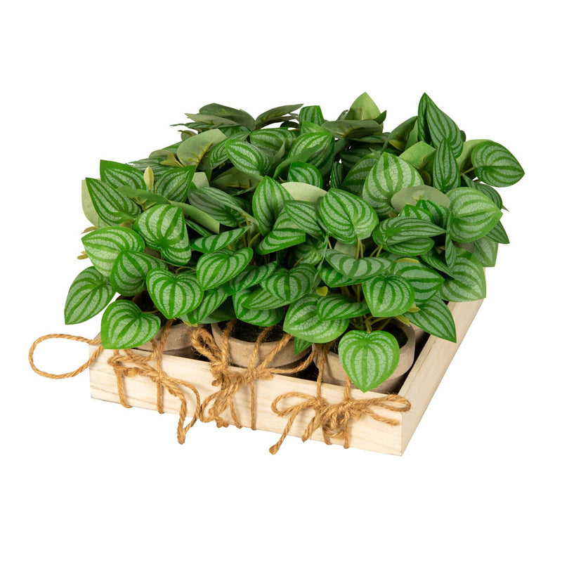 Peperomia Crate, 9 Pieces Total