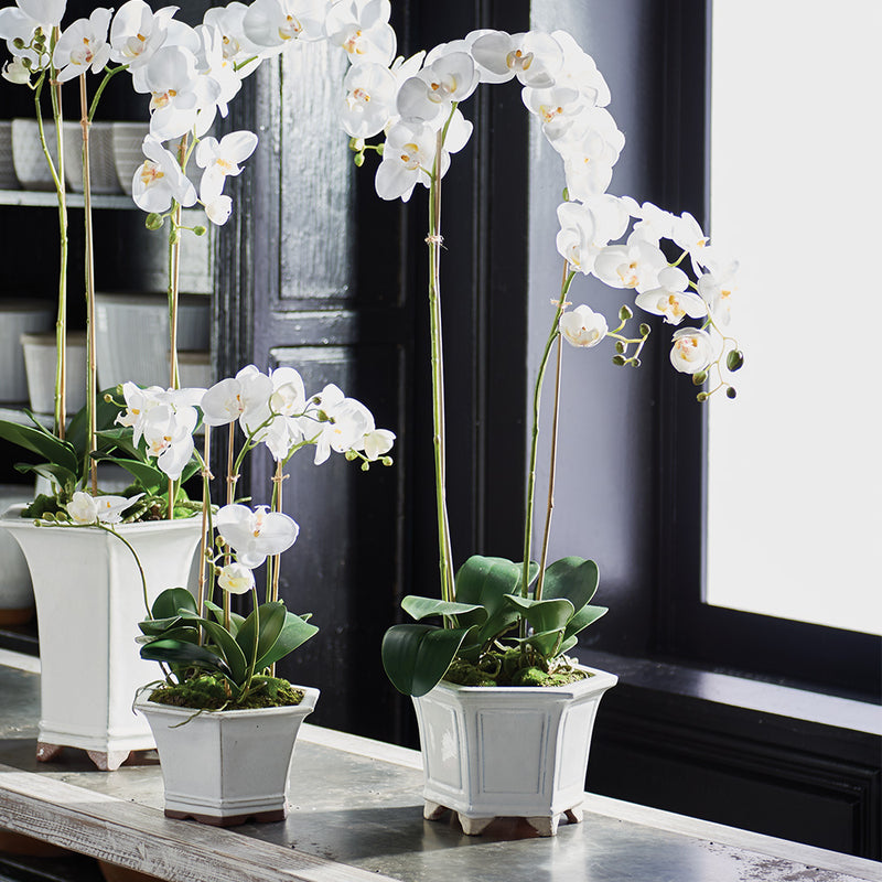NAPA Home & Garden, BARCLAY BUTERA PHALAENOPSIS IN CERAMIC POT 31",CC250