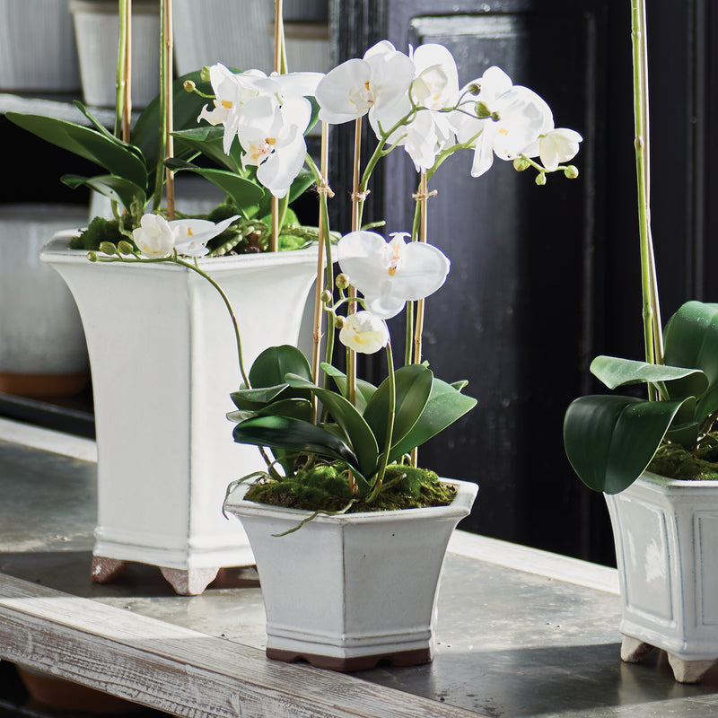NAPA Home & Garden, BARCLAY BUTERA PHALAENOPSIS IN CERAMIC POT 18.5",CC251