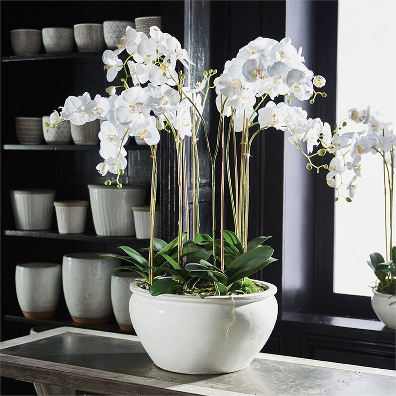 Napa Home Garden, BB PHALAENOPSIS 36" IN CERAMIC BOWL,cc254