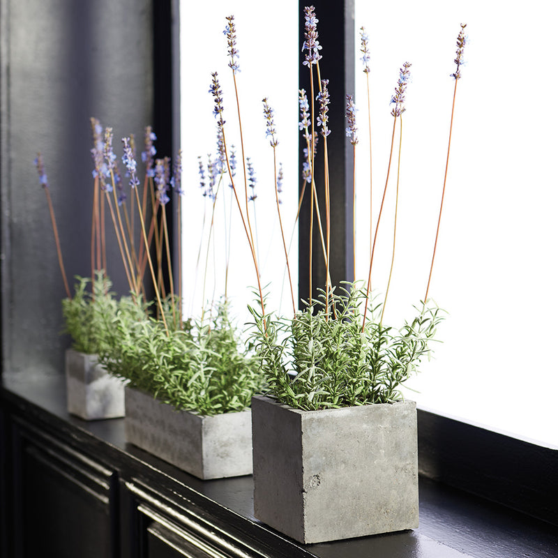 NAPA Home & Garden, FRENCH LAVENDER IN SQUARE POT 24",CC282
