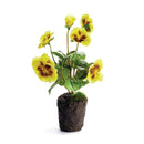 NAPA Home & Garden, PANSY DROP-IN Collection
