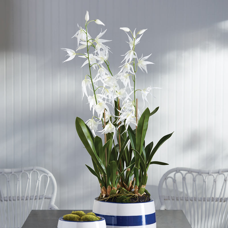 NAPA Home & Garden, SPIDER ORCHID DROP-IN 44",CC335