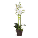 "NAPA Home & Garden, PHALAENOPSIS ORCHID DROP-IN COLLECTION"