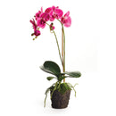 "NAPA Home & Garden, PHALAENOPSIS ORCHID DROP-IN COLLECTION"