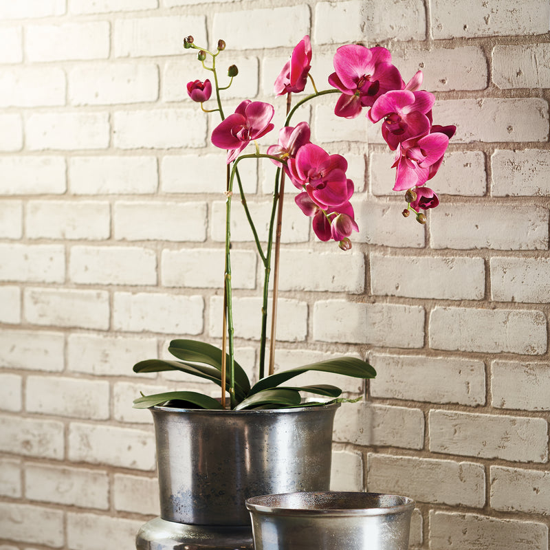 NAPA Home & Garden, PHALAENOPSIS X 2 DROP-IN 29",CC339