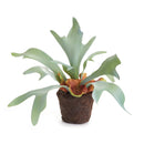 NAPA Home & Garden, STAGHORN FERN DROP-IN