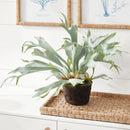 NAPA Home & Garden, STAGHORN FERN DROP-IN