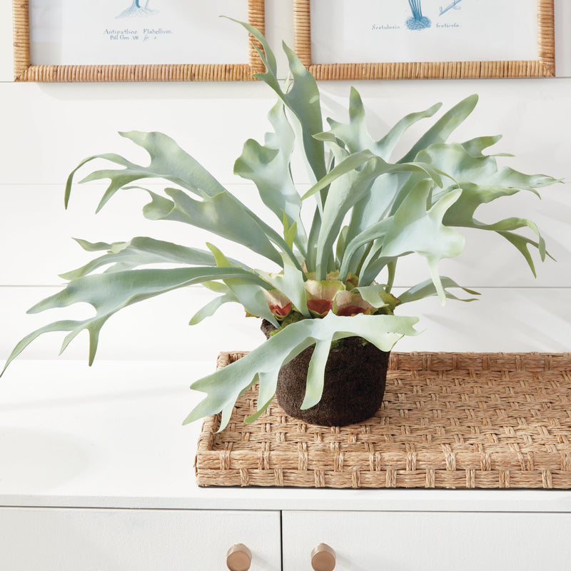 NAPA Home & Garden, STAGHORN FERN DROP-IN