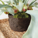 NAPA Home & Garden, STAGHORN FERN DROP-IN