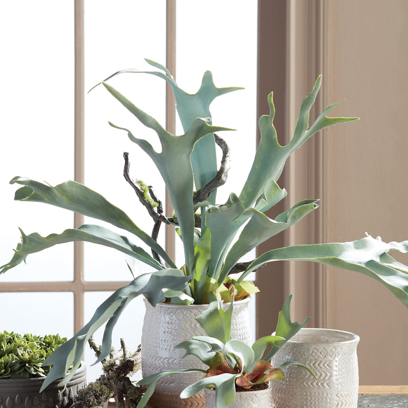 NAPA Home & Garden, STAGHORN FERN DROP-IN 22",CC353