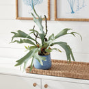 NAPA Home & Garden, STAGHORN FERN DROP-IN