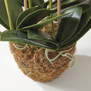 "NAPA Home & Garden, PHALAENOPSIS ORCHID DROP-IN COLLECTION"