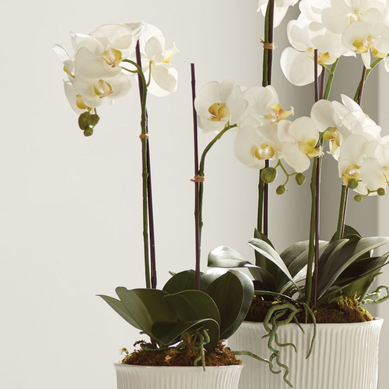 NAPA Home & Garden, PHALAENOPSIS ORCHID DROP-IN 23",DI1201