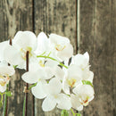 "NAPA Home & Garden, PHALAENOPSIS ORCHID DROP-IN COLLECTION"