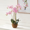 "NAPA Home & Garden, PHALAENOPSIS ORCHID DROP-IN COLLECTION"