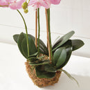 "NAPA Home & Garden, PHALAENOPSIS ORCHID DROP-IN COLLECTION"