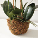 "NAPA Home & Garden, PHALAENOPSIS ORCHID DROP-IN COLLECTION"