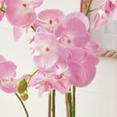 "NAPA Home & Garden, PHALAENOPSIS ORCHID DROP-IN COLLECTION"