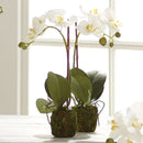 "NAPA Home & Garden, PHALAENOPSIS ORCHID DROP-IN COLLECTION"
