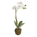 "NAPA Home & Garden, PHALAENOPSIS ORCHID DROP-IN COLLECTION"