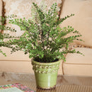 NAPA Home & Garden, SOFT FERN DROP-IN