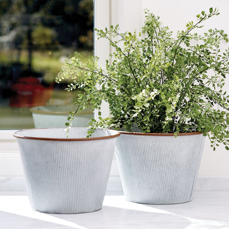 NAPA Home & Garden, MAIDENHAIR DROP-IN 23",DI1207