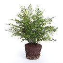 NAPA Home & Garden, SOFT FERN DROP-IN