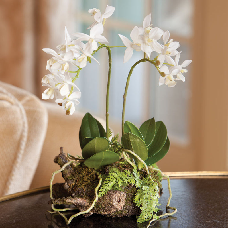 NAPA Home & Garden, MINI DENDROBIUM WITH RUSTIC DROP-IN 11.5",DI1208