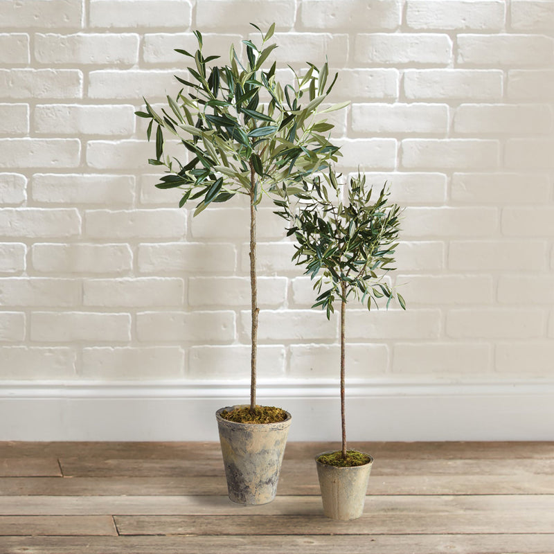 NAPA Home & Garden, ECHEVERIA FERN & OLIVE TREE COLLECTION