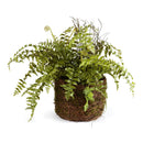 NAPA Home & Garden, Boston Fern Drop-In Collection