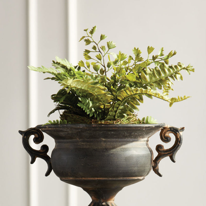 Napa Home & Garden CC 8" Mix Fern Rustic Drop in, 8x8x8 Inches